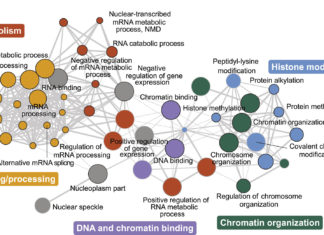 Researchers have uncovered a genetic network linked to autism