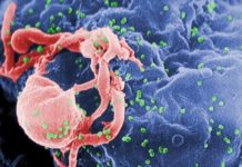 Mechanisms that govern HIV transcription and latency differ in the gut and blood