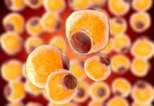 Scientists found a way of making the white fat browner and provide a potential new drug to help fight obesity