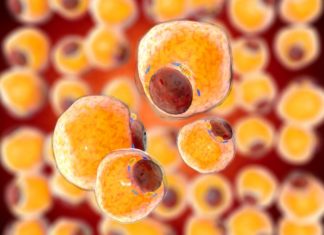 Scientists found a way of making the white fat browner and provide a potential new drug to help fight obesity