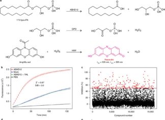 Scientists found an important immune system-regulating protein that could be targeted to treat cancers and chronic viral infections