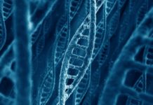 The failure of an important cellular DNA repair system promotes fragmentation and defective assembly of genetic material