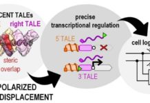 Transcription activator-like effector (TALE) proteins can be designed to bind to almost any selected DNA