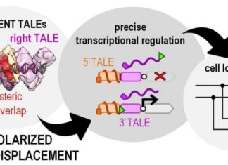Transcription activator-like effector (TALE) proteins can be designed to bind to almost any selected DNA