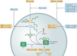 Antibiotics have emerged as potentially lifespan-enhancing drugs