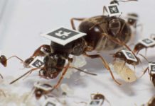 When a pathogen enters their colony, ants change their behavior to avoid the outbreak of disease