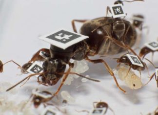 When a pathogen enters their colony, ants change their behavior to avoid the outbreak of disease