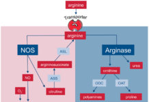 An enzyme known to help our liver get rid of ammonia also appears to be good at protecting our retina