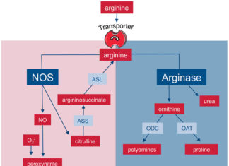 An enzyme known to help our liver get rid of ammonia also appears to be good at protecting our retina