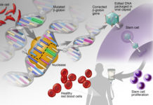 Researchers has demonstrated a major step forward in gene therapy for blood disorders