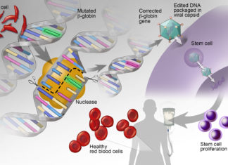 Researchers has demonstrated a major step forward in gene therapy for blood disorders