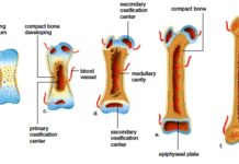 Researchers discovered how our bones grow at an atomic level
