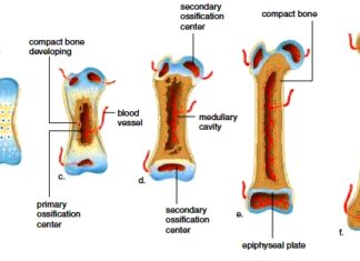 Researchers discovered how our bones grow at an atomic level