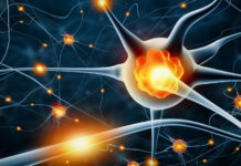 Brain – new-learning plasticity occurs faster than has been previously thought and in different ways