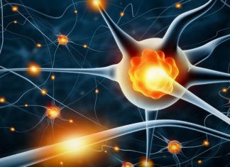 Brain – new-learning plasticity occurs faster than has been previously thought and in different ways