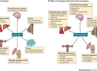Estrogens are hormones that play central roles in the development and the physiology of the breast, but also are involved in breast cancer