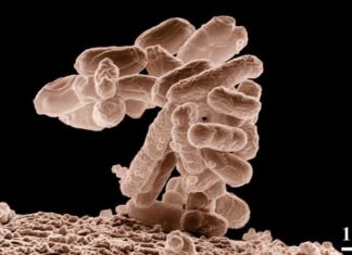 Cancer : Visualizing the activity of the immune system on tumor development