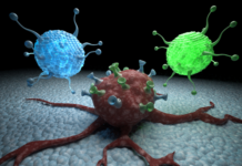 Mannose sugar can both slow tumour growth and enhance the effects of chemotherapy