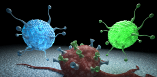 Mannose sugar can both slow tumour growth and enhance the effects of chemotherapy