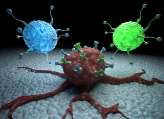 Mannose sugar can both slow tumour growth and enhance the effects of chemotherapy