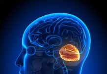 Researchers have identified a new role for the cerebellum