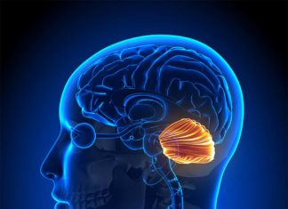 Researchers have identified a new role for the cerebellum