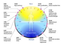 Researchers has identified circadian rhythm patterns in human skin based on genetic biomarkers