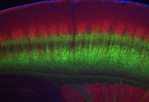 The thickness of the brain’s neocortex influences how individual neurons process information