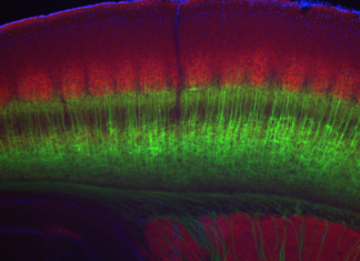 The thickness of the brain’s neocortex influences how individual neurons process information