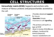 discovered a gene signature biomarker that may predict which patients will respond to immune therapy