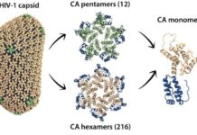 How HIV becomes infectious ?