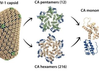 How HIV becomes infectious ?