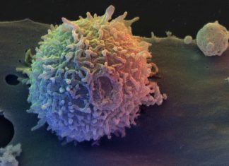 A new discovery could have implications for therapies for cancer and autoimmune diseases