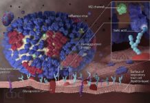 A large international team of researchers has developed a four-in-one antibody approach to fighting influenza infections