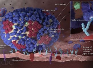 A large international team of researchers has developed a four-in-one antibody approach to fighting influenza infections
