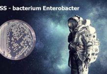 Strains of the bacterium Enterobacter have been identified on the International Space Station (ISS)