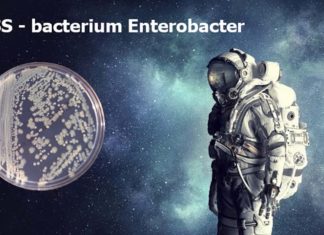 Strains of the bacterium Enterobacter have been identified on the International Space Station (ISS)