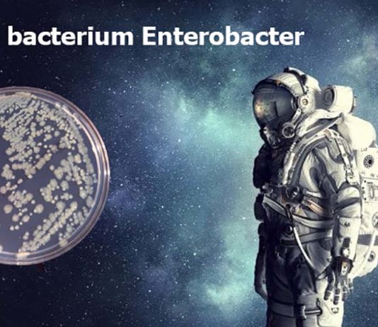 Strains of the bacterium Enterobacter have been identified on the International Space Station (ISS)