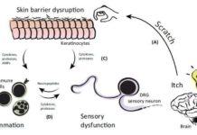 What we know about the biology of the itch-scratch cycle ?