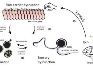 What we know about the biology of the itch-scratch cycle ?