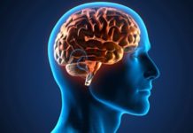 Link between brain size and intelligence