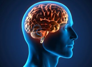 Link between brain size and intelligence