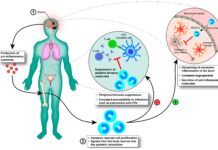 B cells are important in helping the immune system fight pathogens – however in multiple sclerosis (MS) they can damage nerve tissue