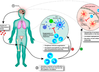 B cells are important in helping the immune system fight pathogens – however in multiple sclerosis (MS) they can damage nerve tissue