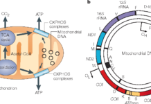A team of researchers from the U.S., China and Taiwan has found some rare instances of fathers passing mitochondrial DNA (mtDNA) to their offspring