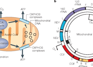 A team of researchers from the U.S., China and Taiwan has found some rare instances of fathers passing mitochondrial DNA (mtDNA) to their offspring