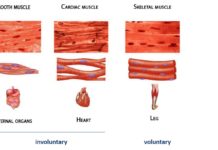 Researchers discovered two proteins essential to the development of skeletal muscle