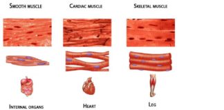 Researchers discovered two proteins essential to the development of skeletal muscle