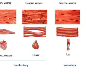 Researchers discovered two proteins essential to the development of skeletal muscle