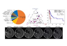 New molecule shows remarkable potency in selectively targeting sGBM tumors and sGBM tumors that co-display this mutation